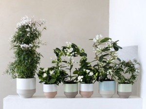Flores blancas OHF, aroma de jazmines, el torruco, verde es vida, centro de jardineria, aroma jazmin, villanueva de la serena