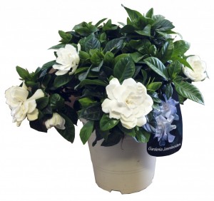 Gardenia jasminoides, el torruco, centro de jardinería, villanueva de la serena, flores blancas, 