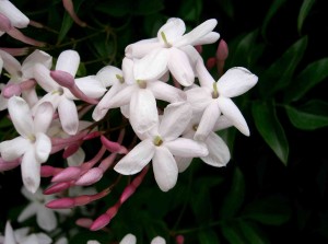 Jasminum polyanthum, flores blanca, aroma, jazmin, el torruco, centro de jardineria, villanueva de la serena