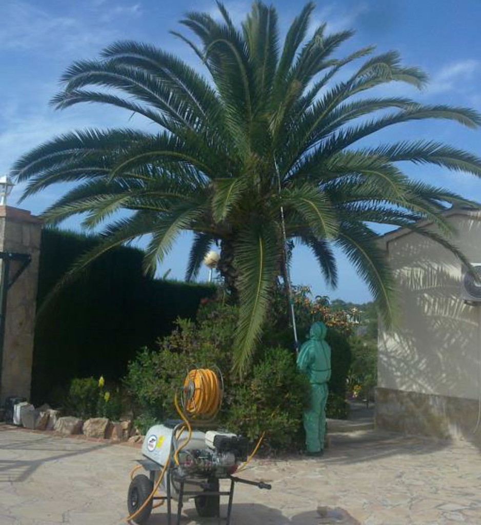 Picudo Rojo, picudo, palmera, plaga, jardineria, el torruco, viveros, plantas, villanueva serena, don benito, miajadas, badajoz, extremadura