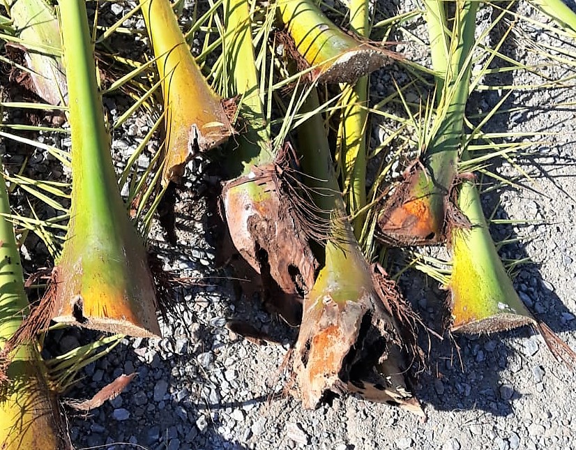 Picudo Rojo, picudo, palmera, plaga, jardineria, el torruco, viveros, plantas, villanueva serena, don benito, miajadas, badajoz, extremadura