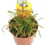 drosera, planta carnivora, carnivora, plantas, jardineria, vivero, el torruco, villanueva de la serena, don benito, badajoz, extremadura