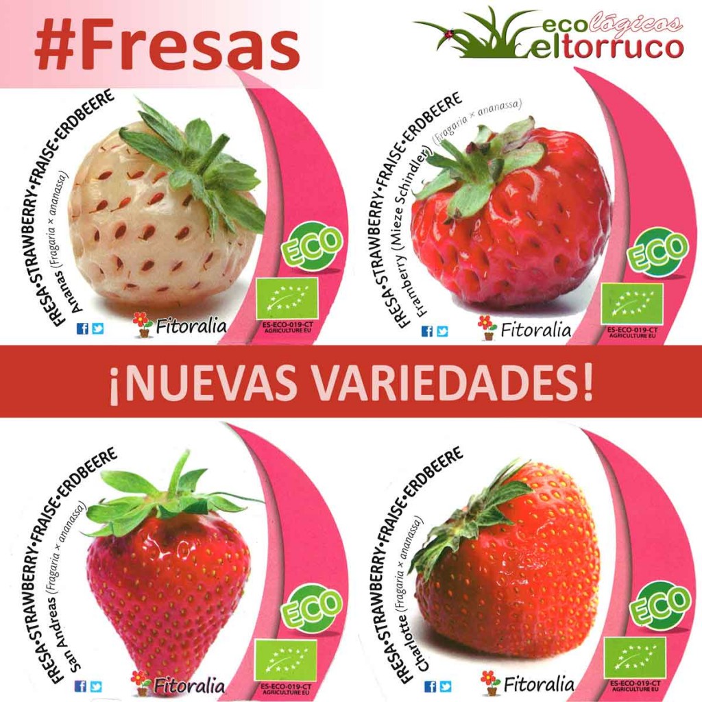 fresas, fitoralia, fresa blanca, san andreas, framberry, charlotte, ananas, el torruco, centro de jardineria, vivero, huerto ecologico, villanueva de la serena, don benito, badajoz