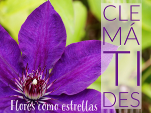 Clematis, clematide, vivero, centro de jardineria, el torruco, trepadora, villanueva de la serena, don benito, badajoz