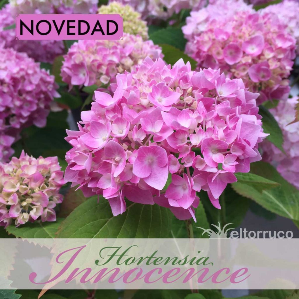 hortensia, innocence, hydrangea, jardin, flor, jardineria, el torruco, vivero, planta, villanueva de la serena, don benito, badajoz, caceres