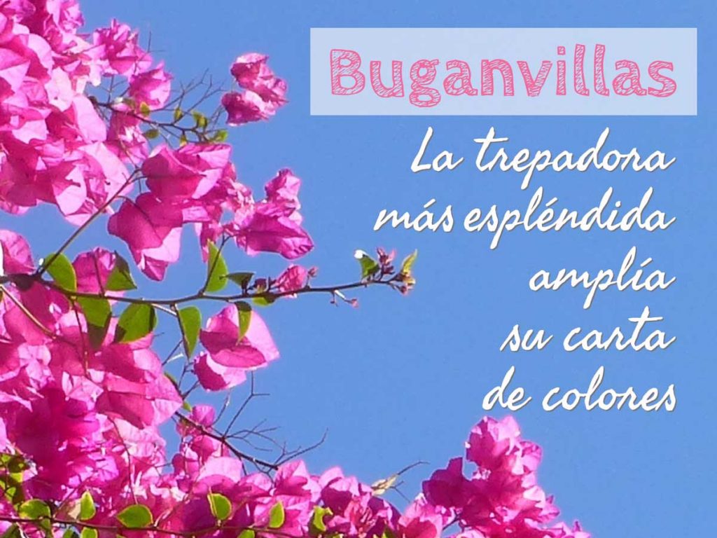 buganvilla, bougainvillea, trepadora, jardin, centro de jardineria, paisajismo, vivero, el torruco, plantas, villanueva de la serena, don benito, badajoz, caceres, miajadas