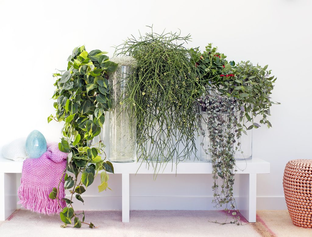 plantas colgantes, plantas interior, centro de jardineria, el torruco, vivero, villanueva de la serena, don benito, miajadas, badajoz