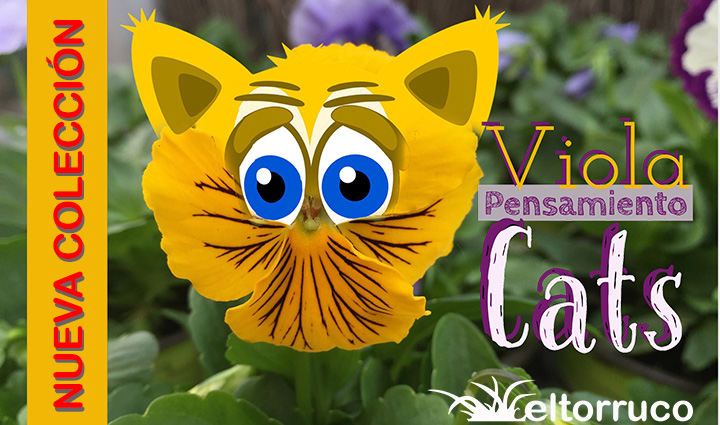 viola wittrockiana, pensamiento, cats, flor, invierno, temporada, centro de jardineria, el torruco, viveros, plantas, jardines, villanueva de la serena, don benito, badajoz