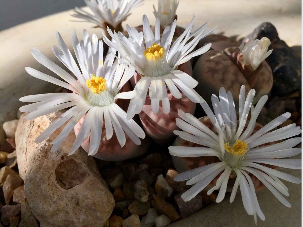 lithops, cactus piedra, piedras vivas, el torruco, centro de jardineria, jardines, cactus, plantas, viveros, villanueva de la serena, don benito, badajoz, caceres, miajadas,