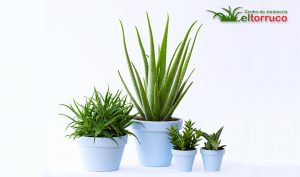 aloe vera, aloe, planta medicinal, jardineria, vivero, plantas, centro jardineria, el torruco, villanueva de la serena, don benito, badajoz, extremadura