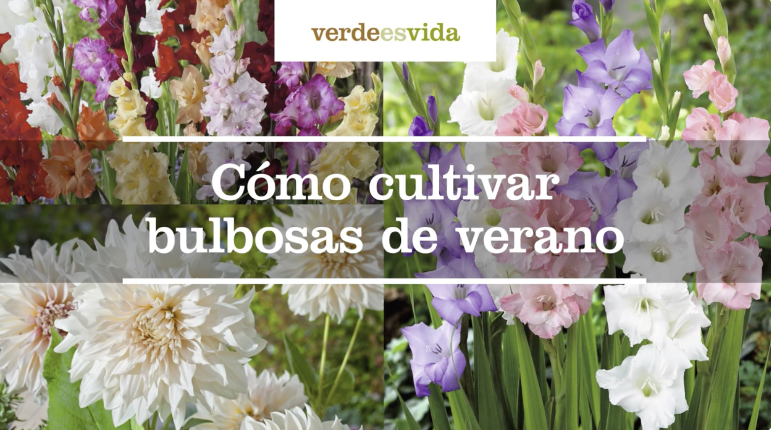 Cómo cultivar bulbosas en verano