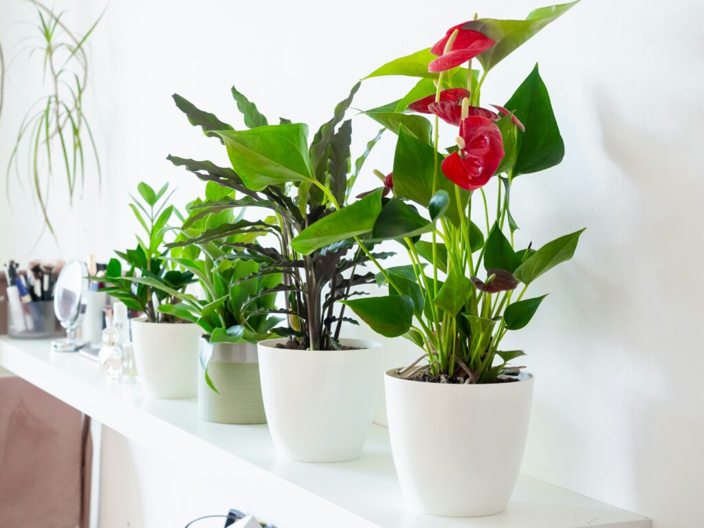 Decoración para plantas