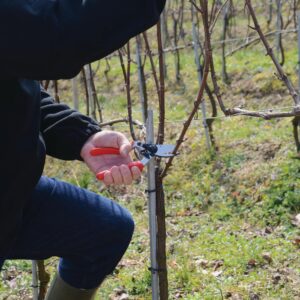 tijeras de podar para zurdos